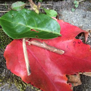 gezond de herfst door